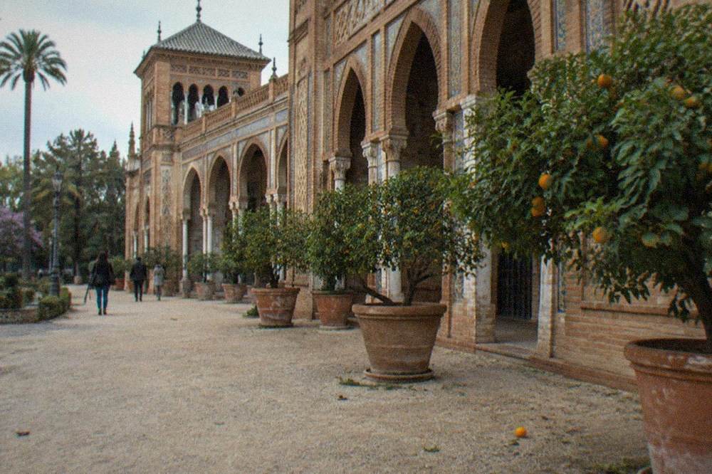A quiet museum courtyard in Seville with stone arches and potted orange trees