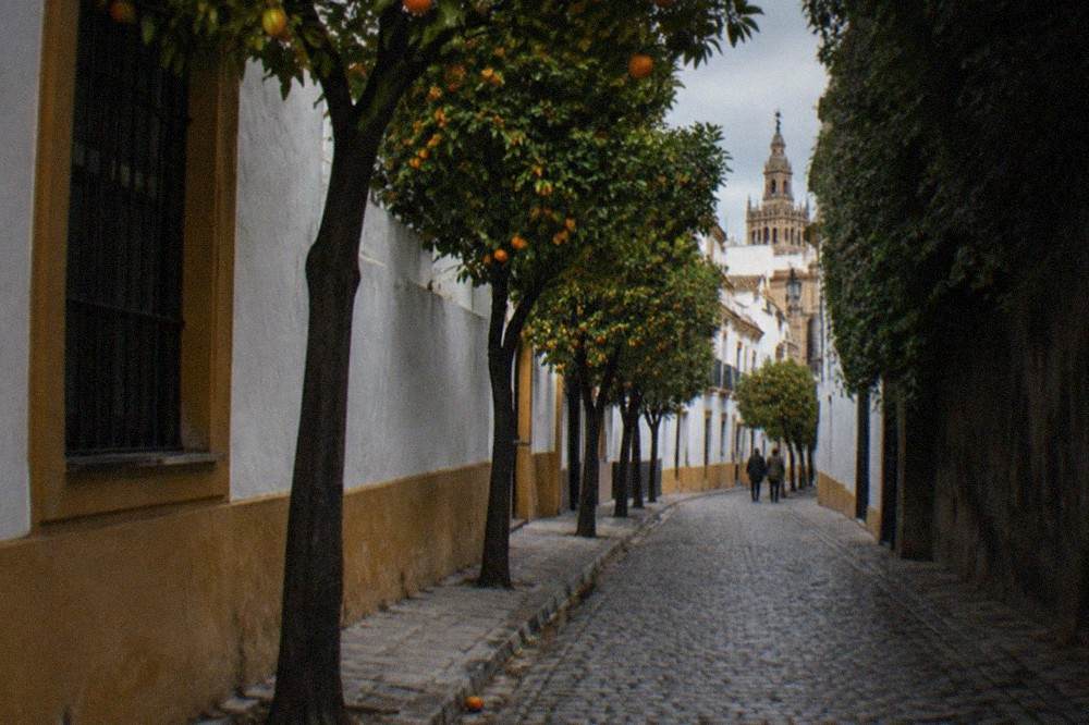 Narrow Seville street with orange trees and shaded walls in the morning