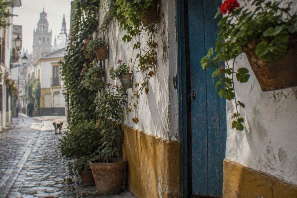 White walled lane with planters and hanging plants in the Santa Cruz quarter of Seville