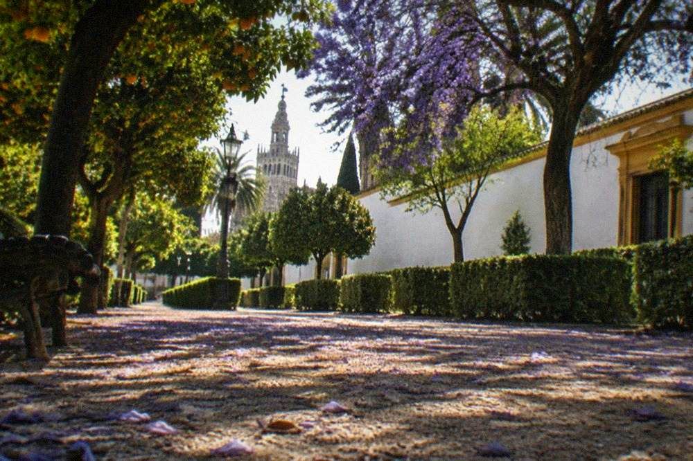 Tree lined garden path with tiled benches in a Seville park